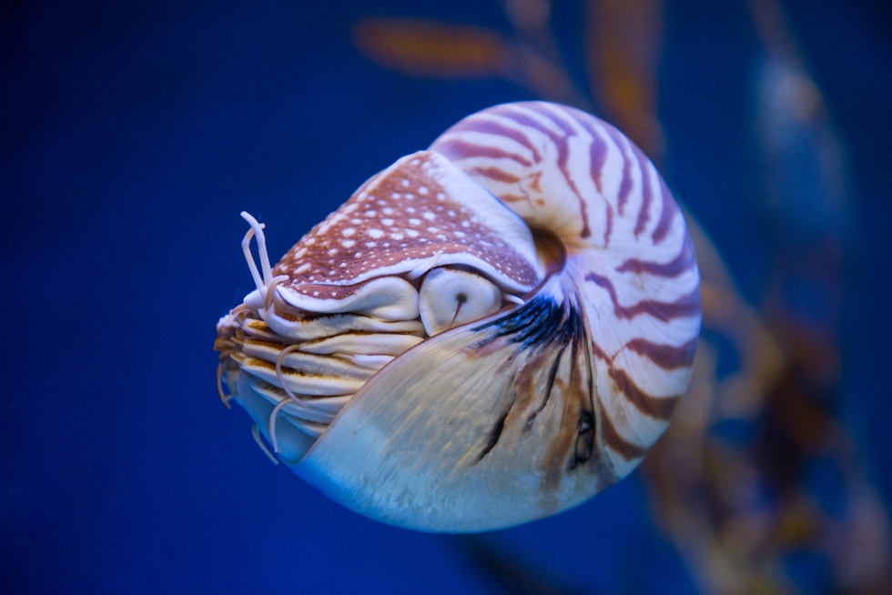 Floating Nautilus