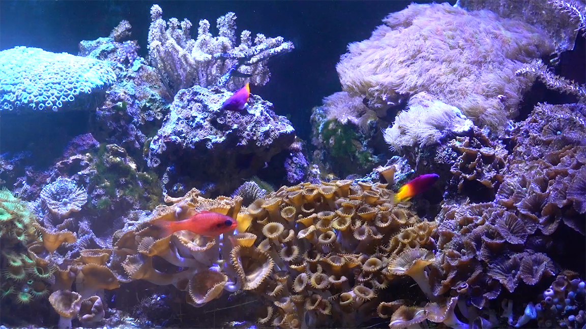 Coral Reef