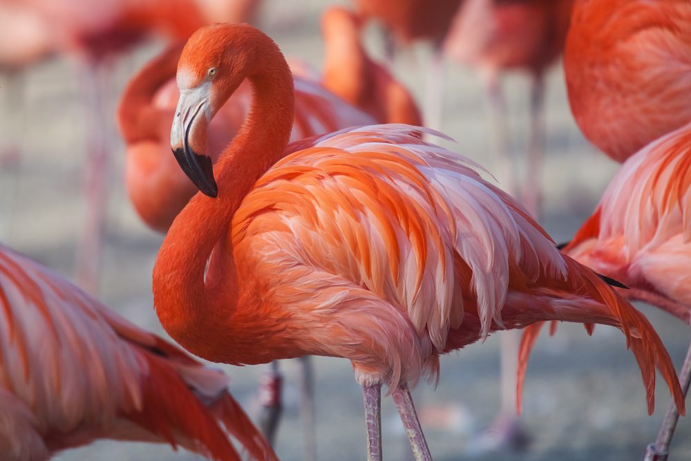 Flamingos