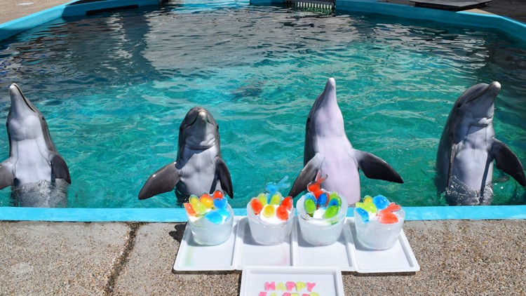 Dolphin Bay