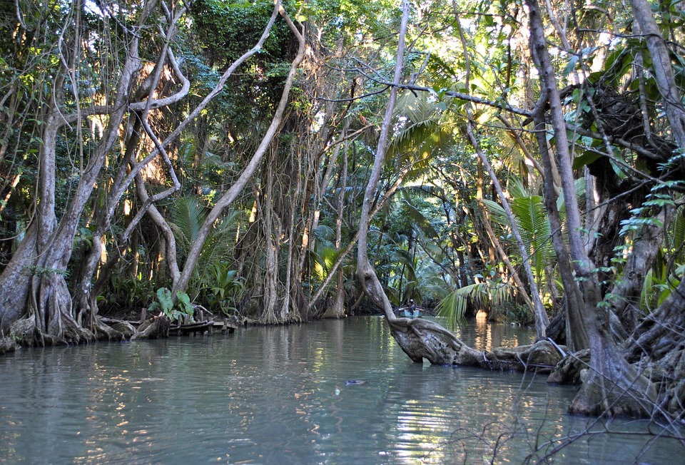 Jungle