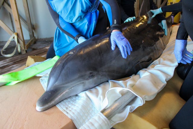 Injured Dolphin